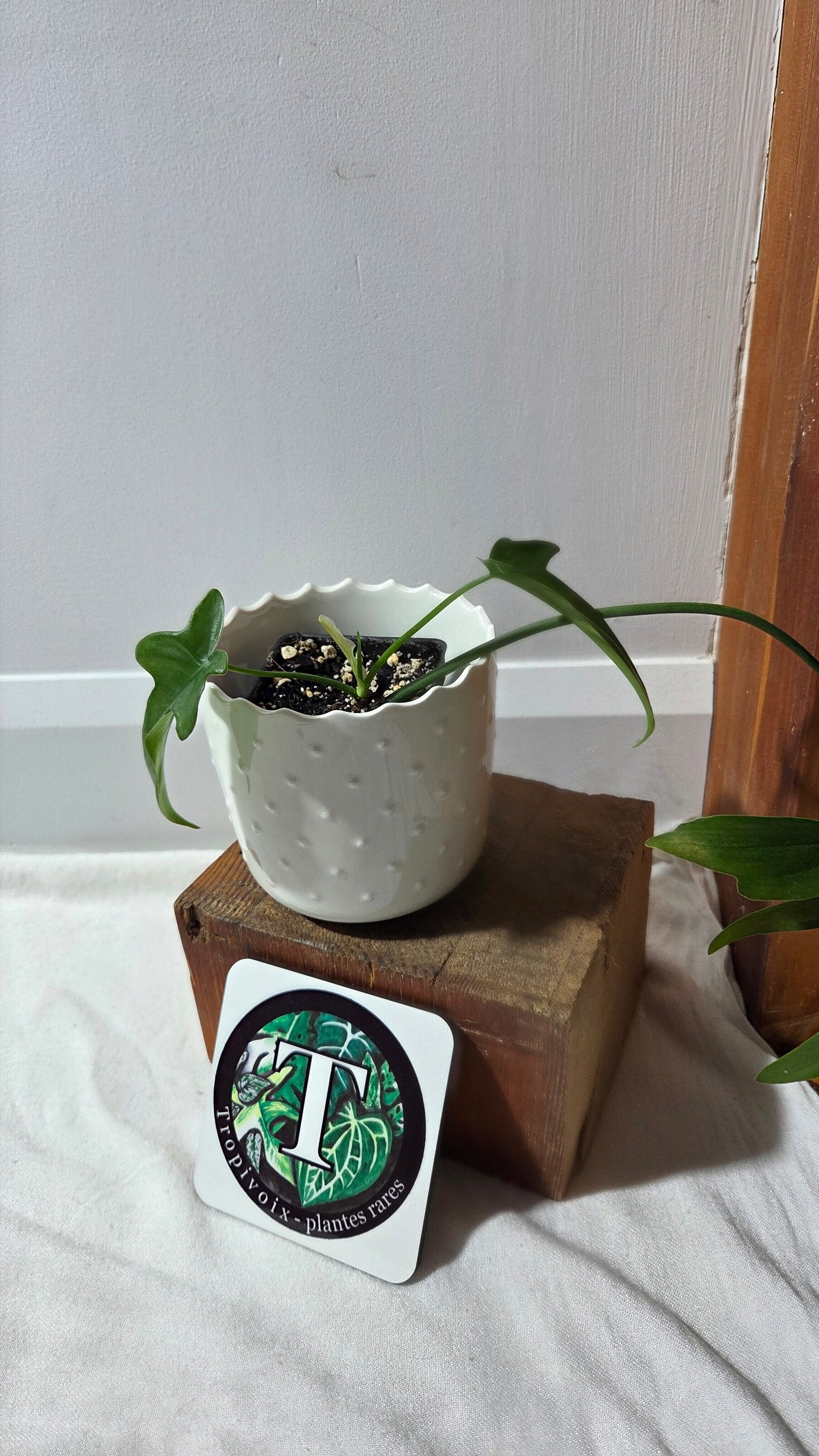 Philodendron Gladhands (PHI-958)