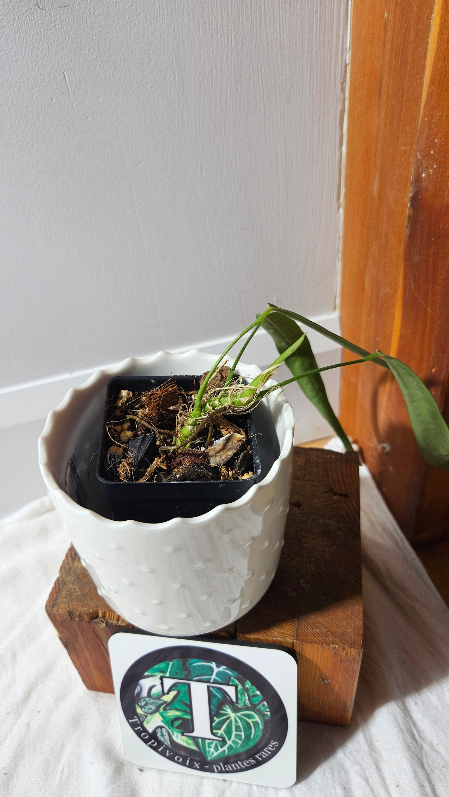 Anthurium Pallidiflorum "format PETIT/MOYEN"(ANT-599)