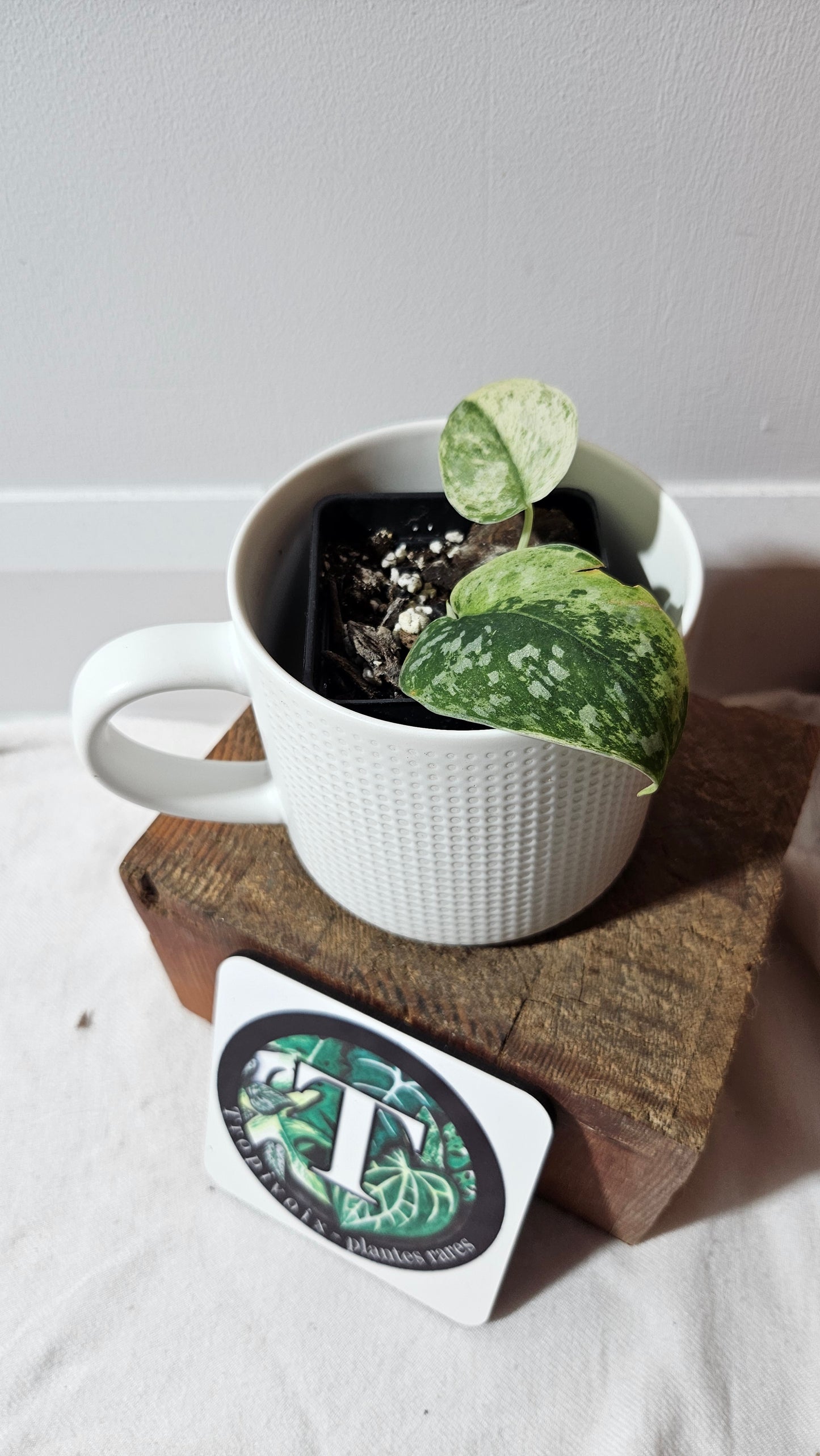 Scindapsus Argyraeus Permata (SCI-1346)