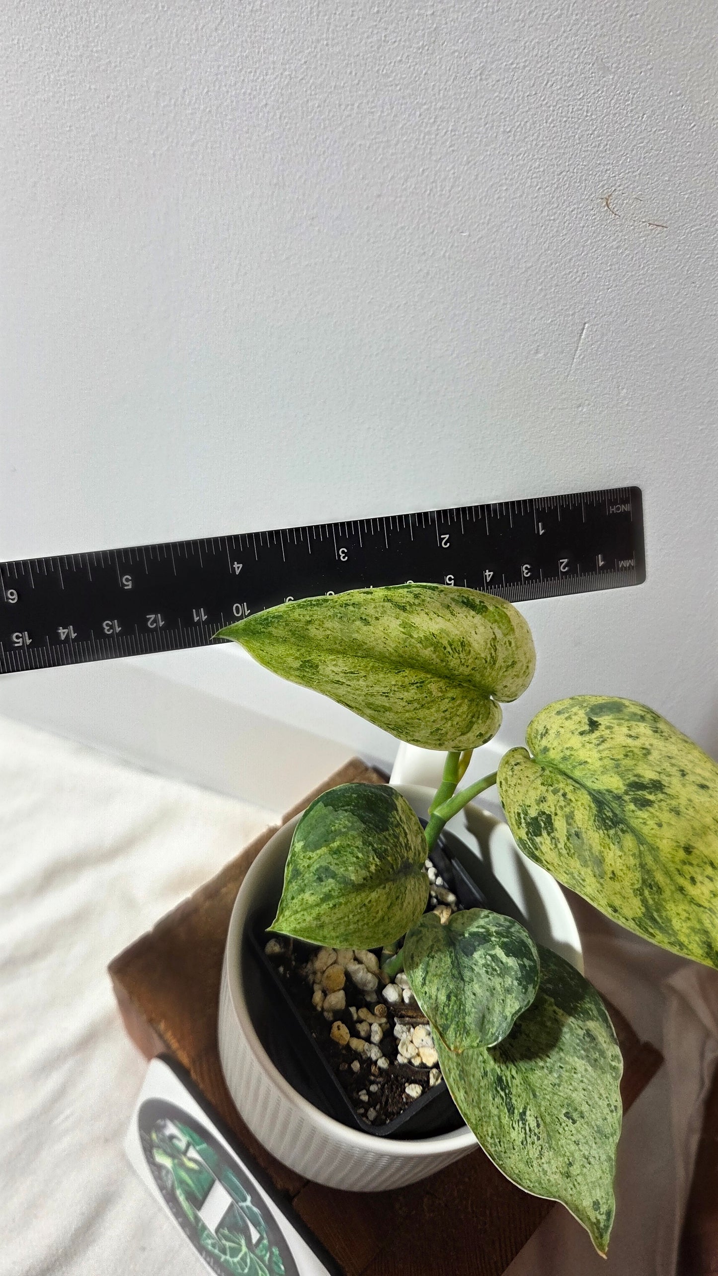Scindapsus Keraton (SCI-1407)
