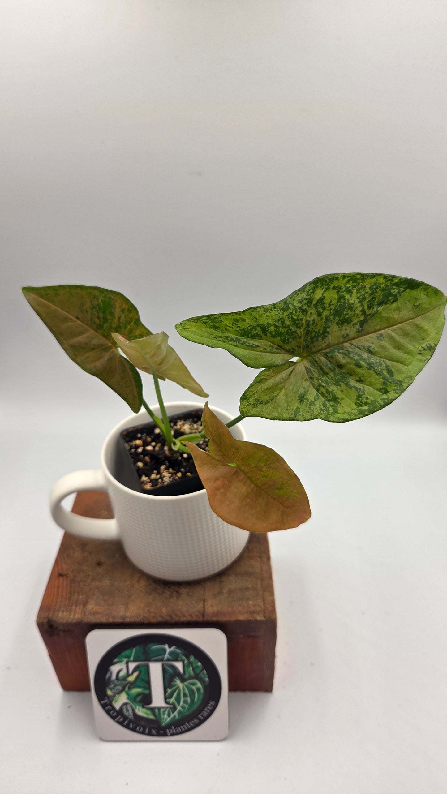Syngonium Pink Flecked (SYN-519)