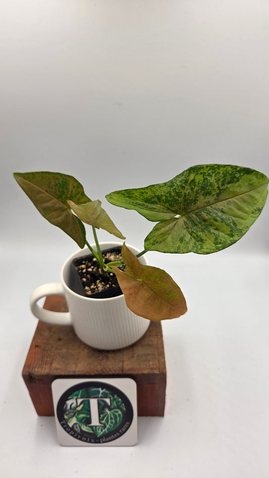 Syngonium Pink Flecked (SYN-519)
