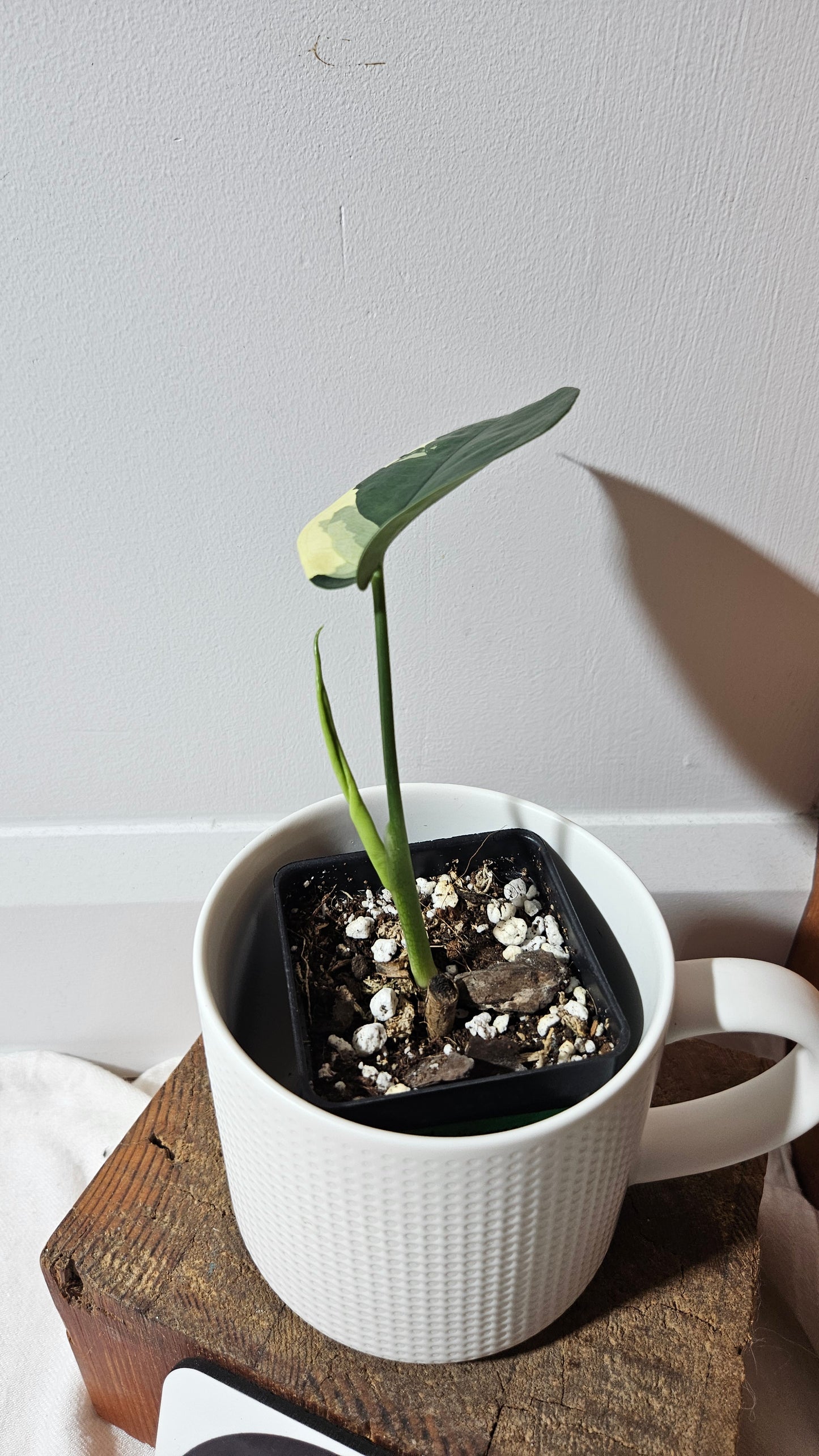 Syngonium Chiapense Albo (SYN-479)