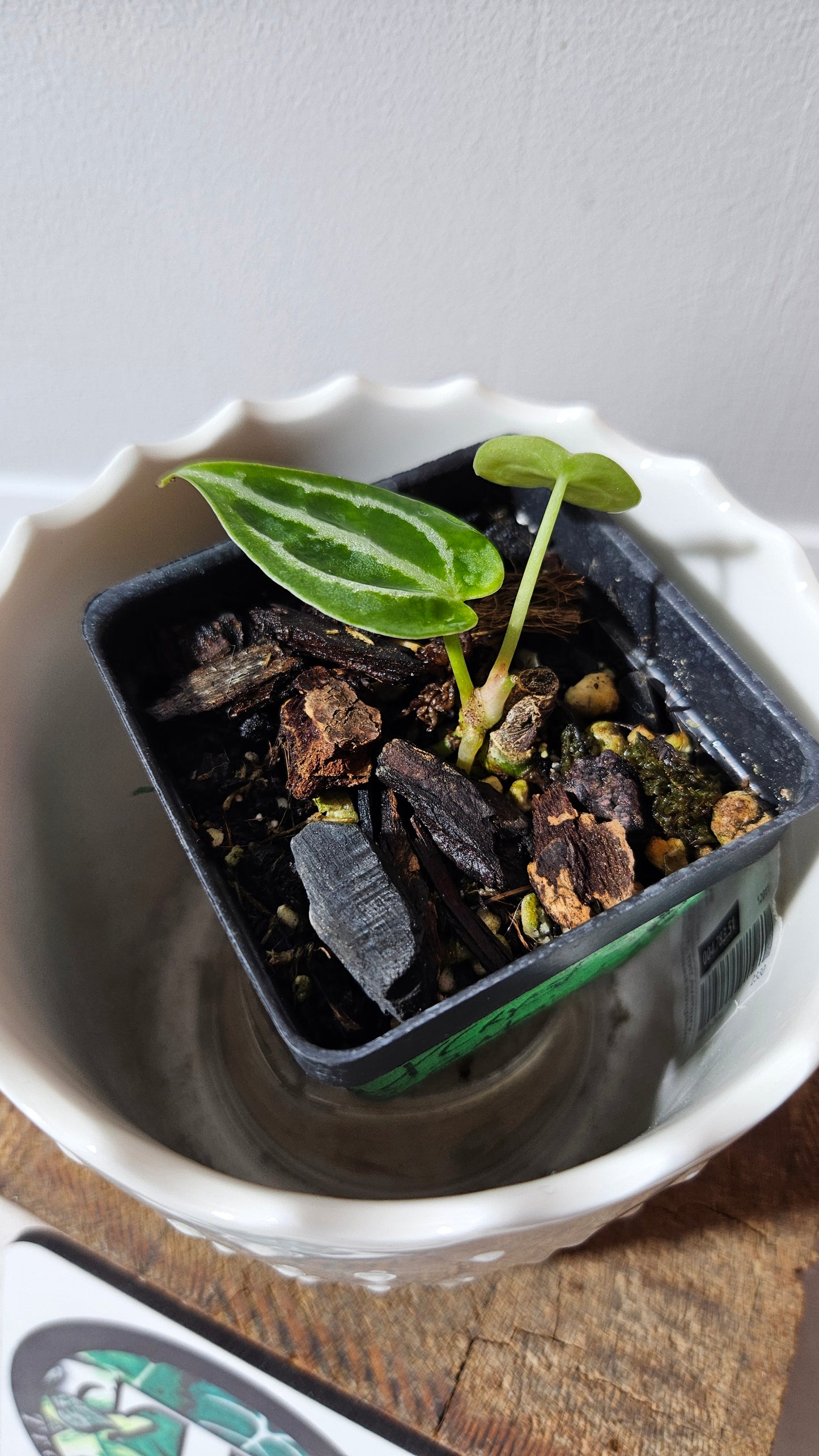 Anthurium Forgetii X Crystallinum Silver Special "format SEEDLING" (ANT-175)