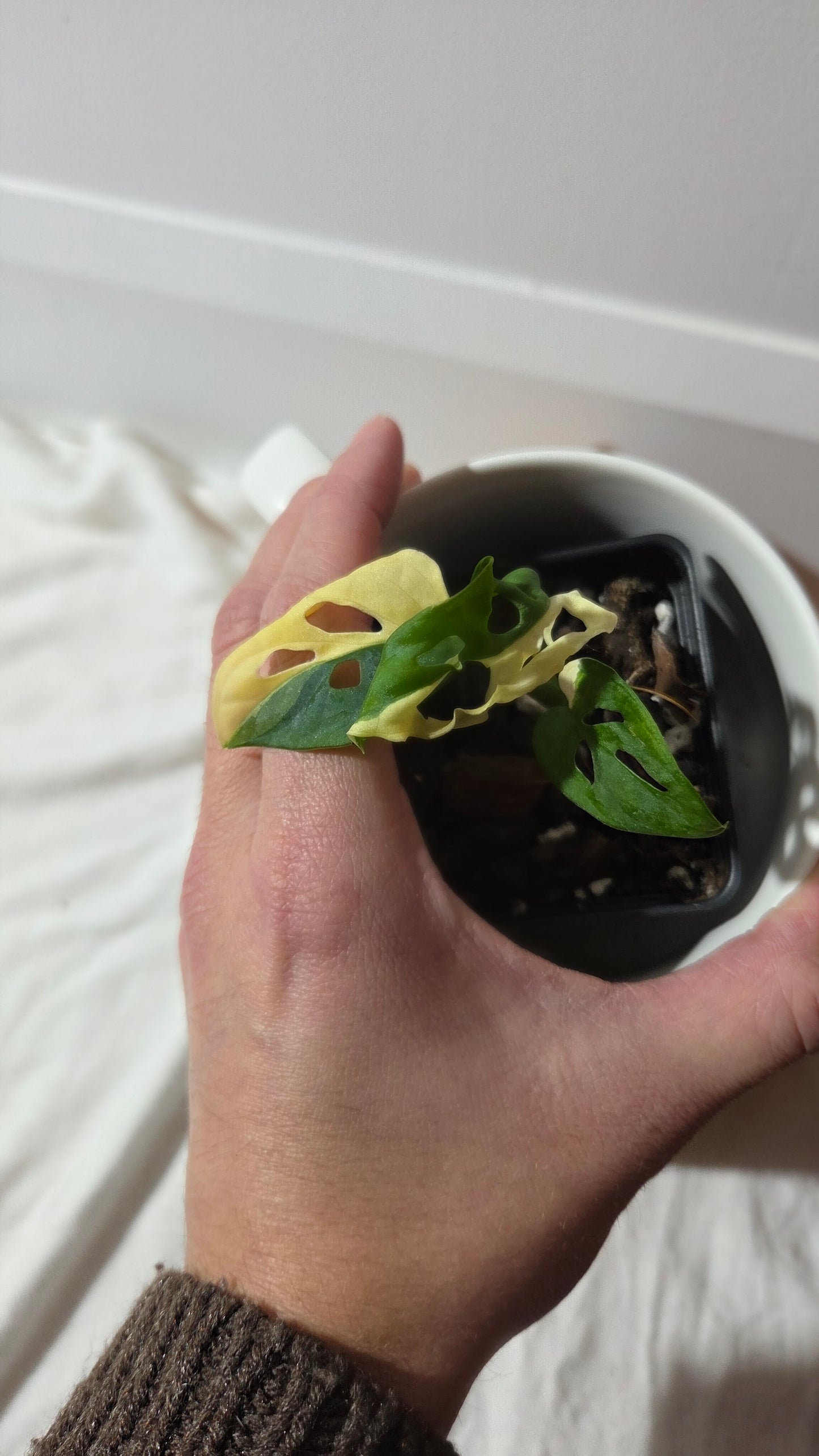 Monstera Andasonii Albo (MON-493)