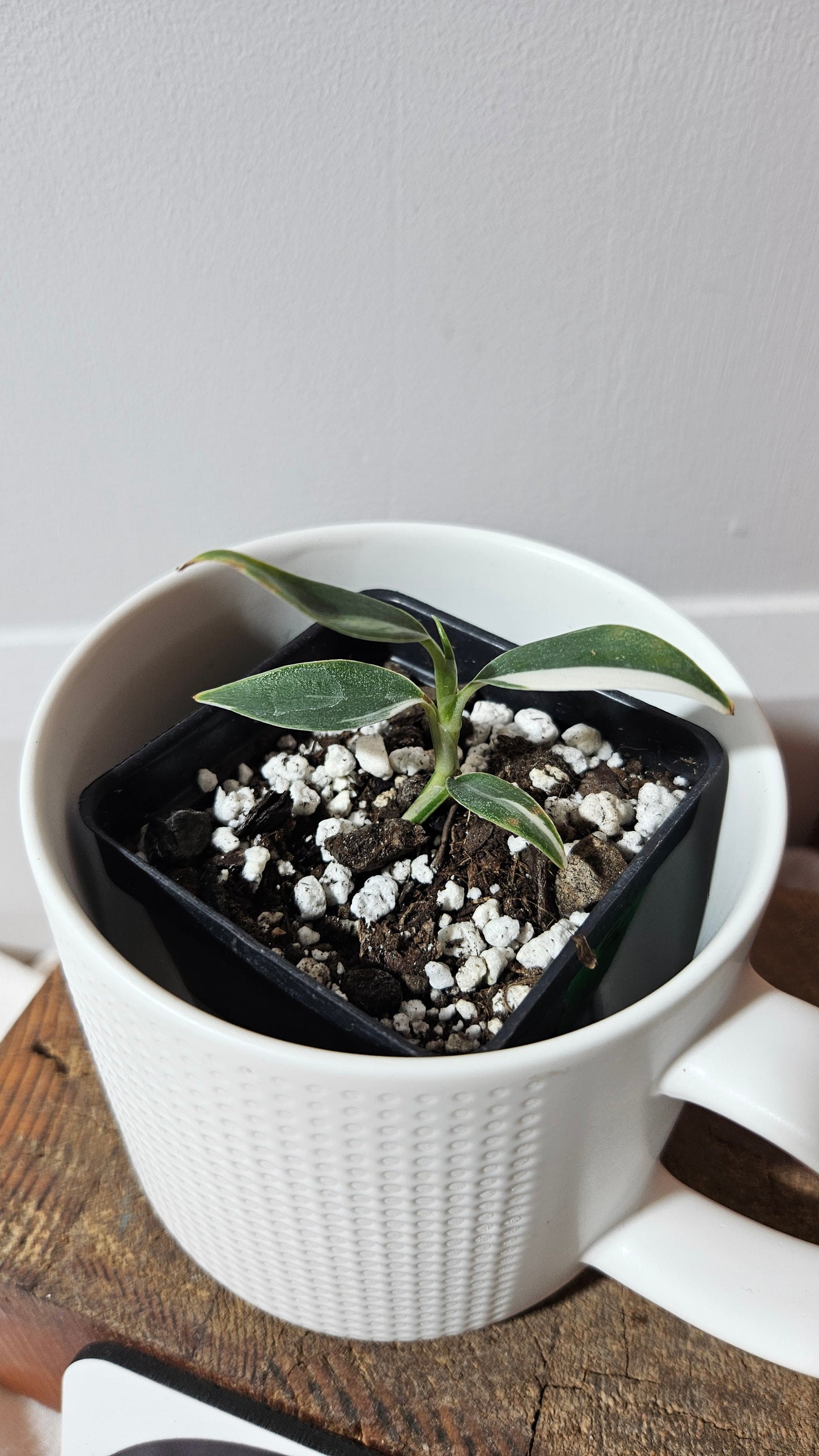 Scindapsus Hederaceus Blue Albo (SCI-1340)