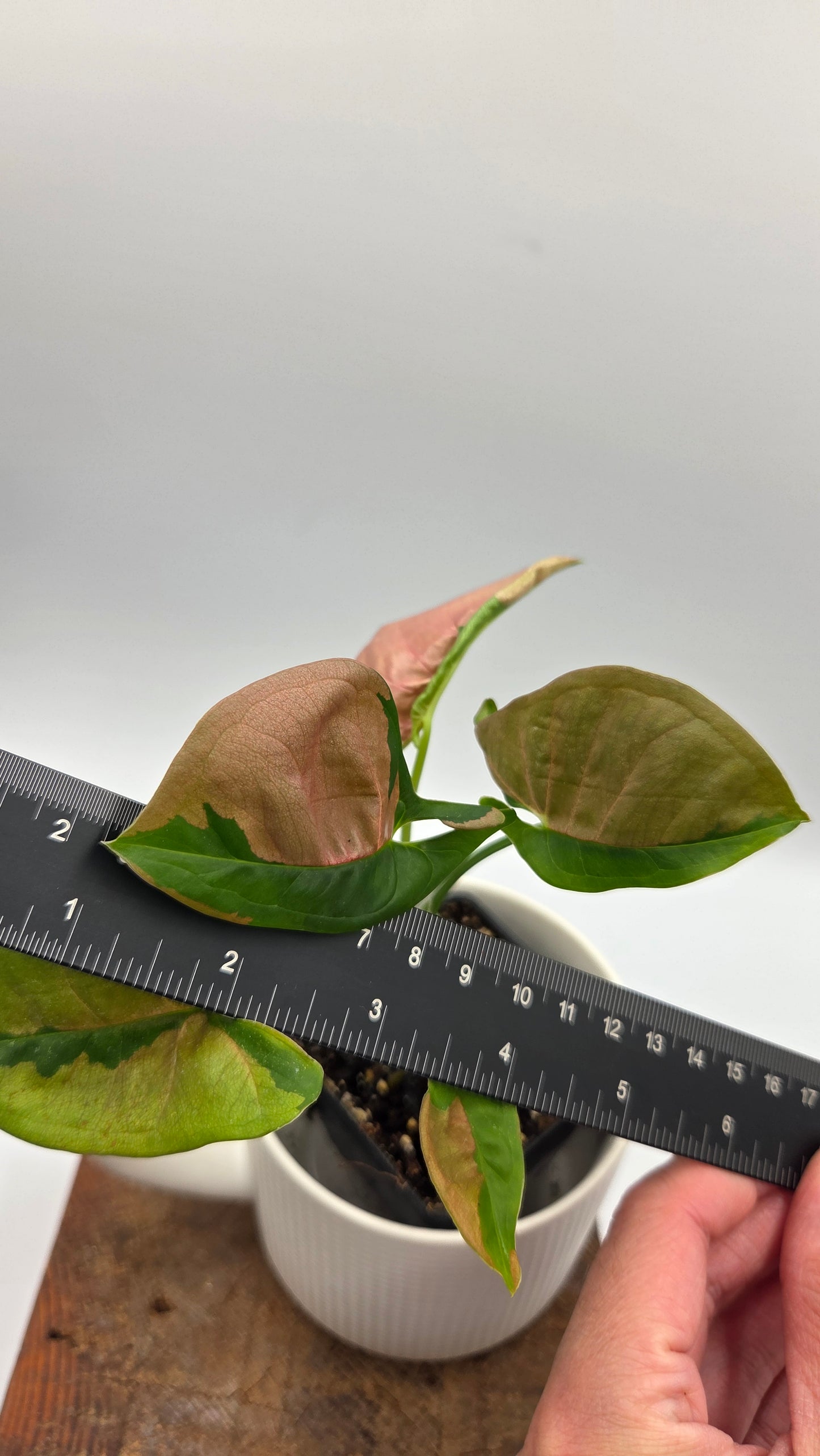 Syngonium Pink Lava (SYN-521)