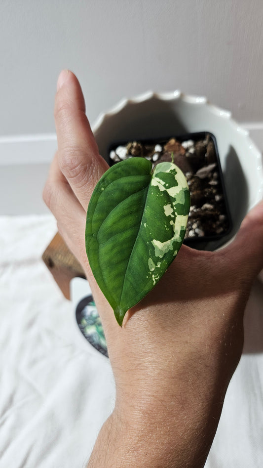 Syngonium Chiapense Albo (SYN-459)