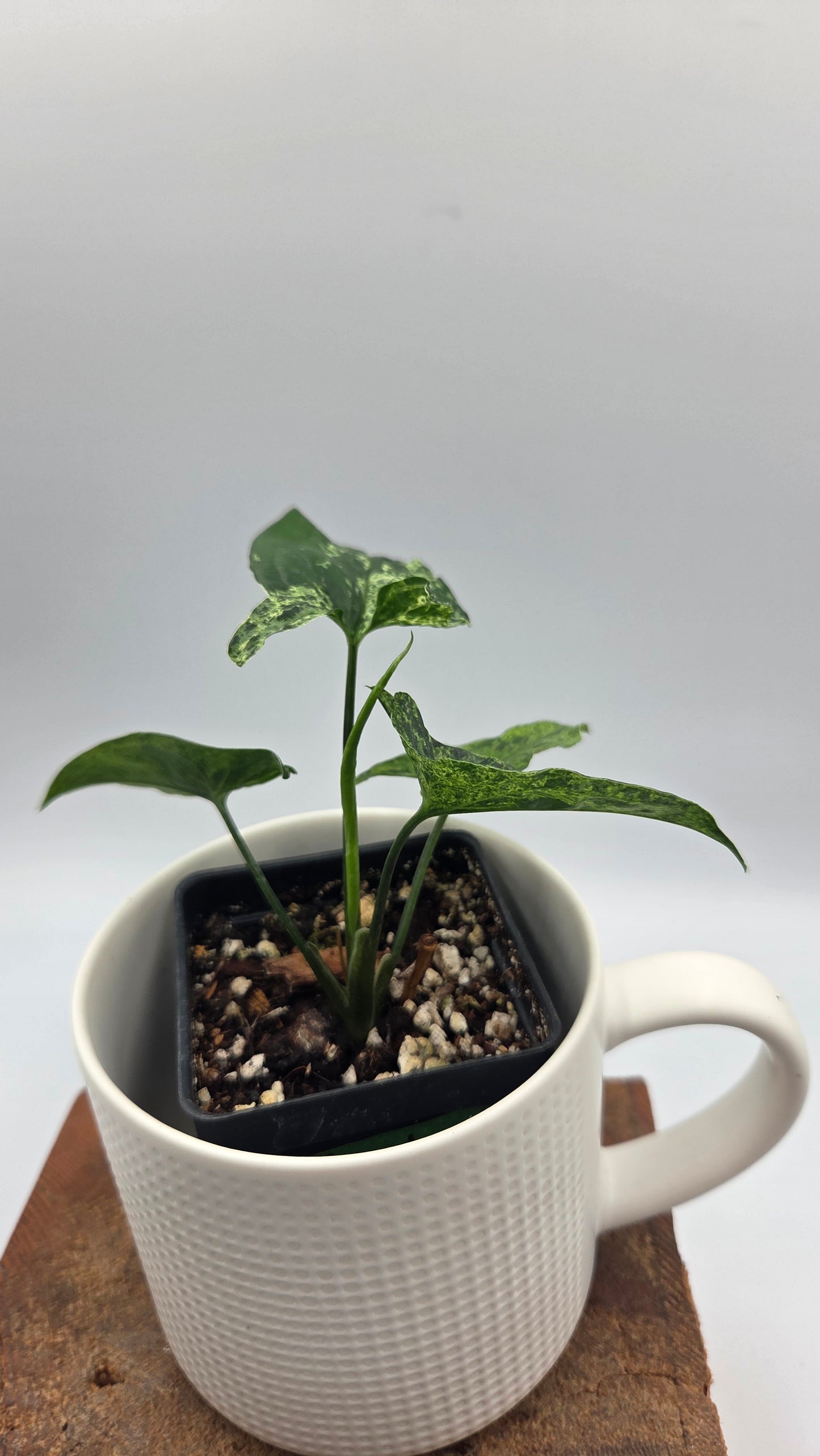 Syngonium Mojito (SYN-517)