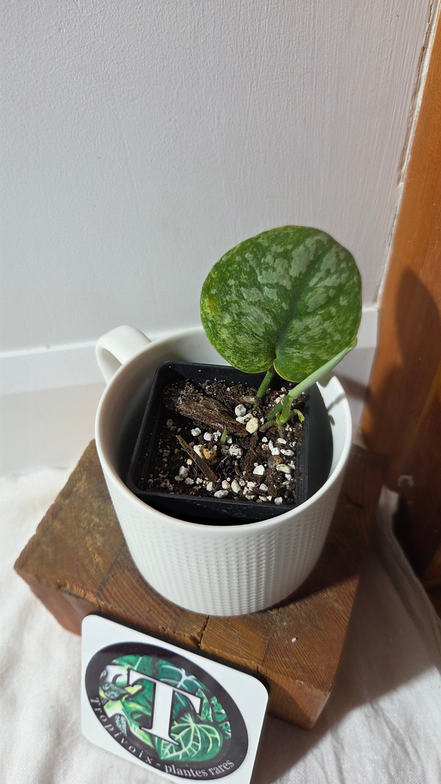 Scindapsus Exotica Pictus mint (SCI-1378)