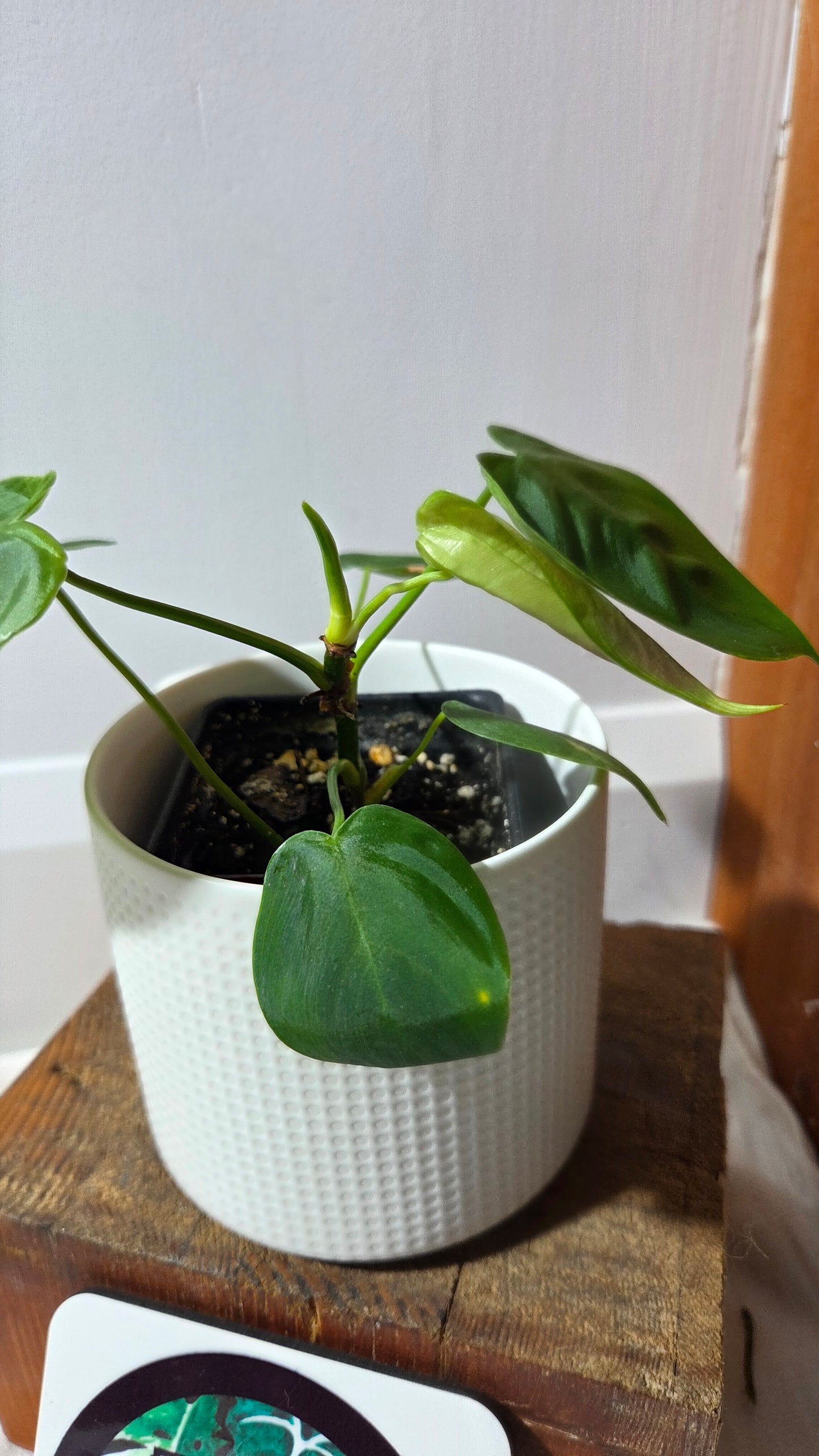 Philodendron Sharoniae (PHI-983)