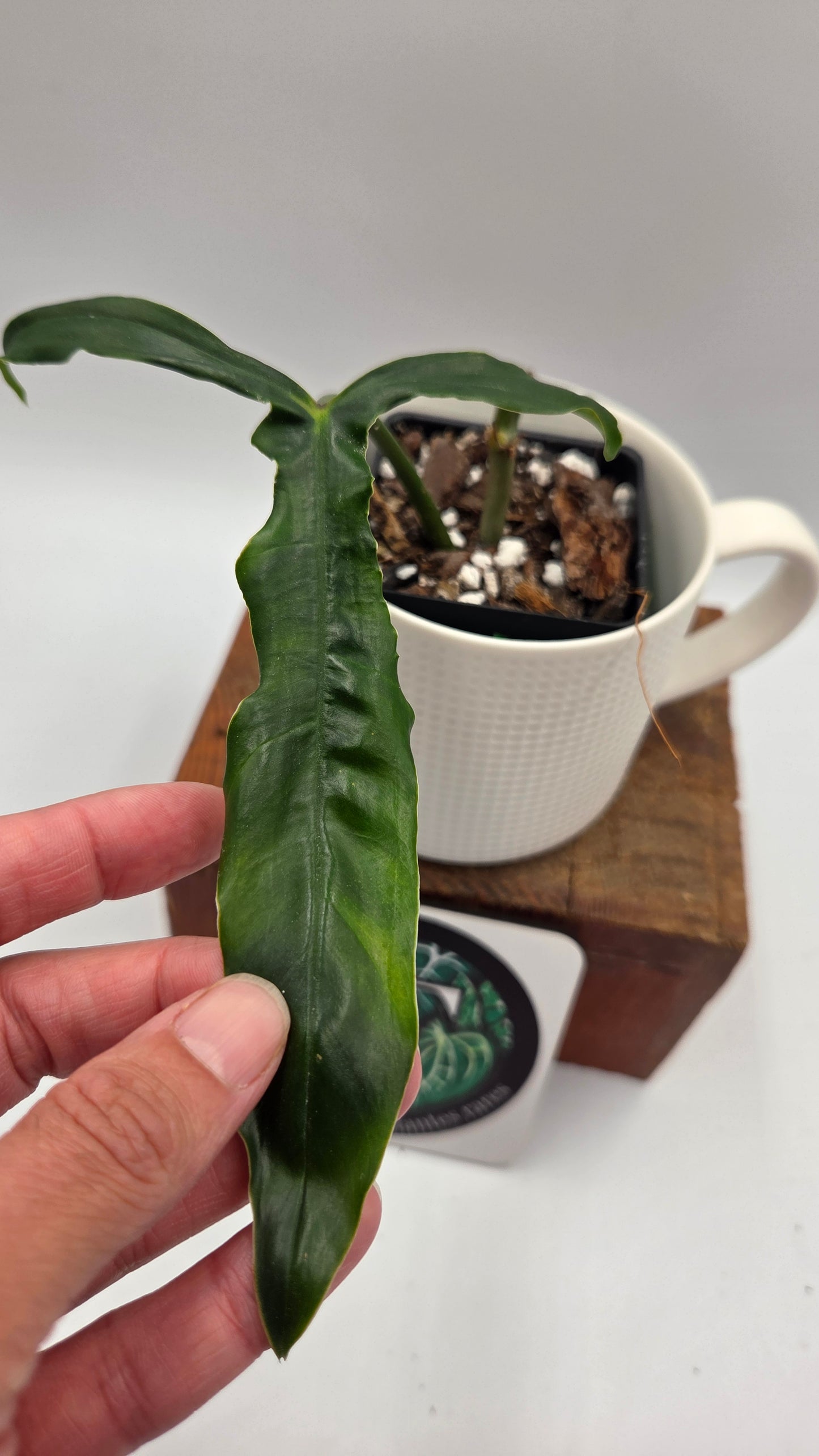 Philodendron Lavinia /(Paloraense cf X Tortum) (PHI-1078)