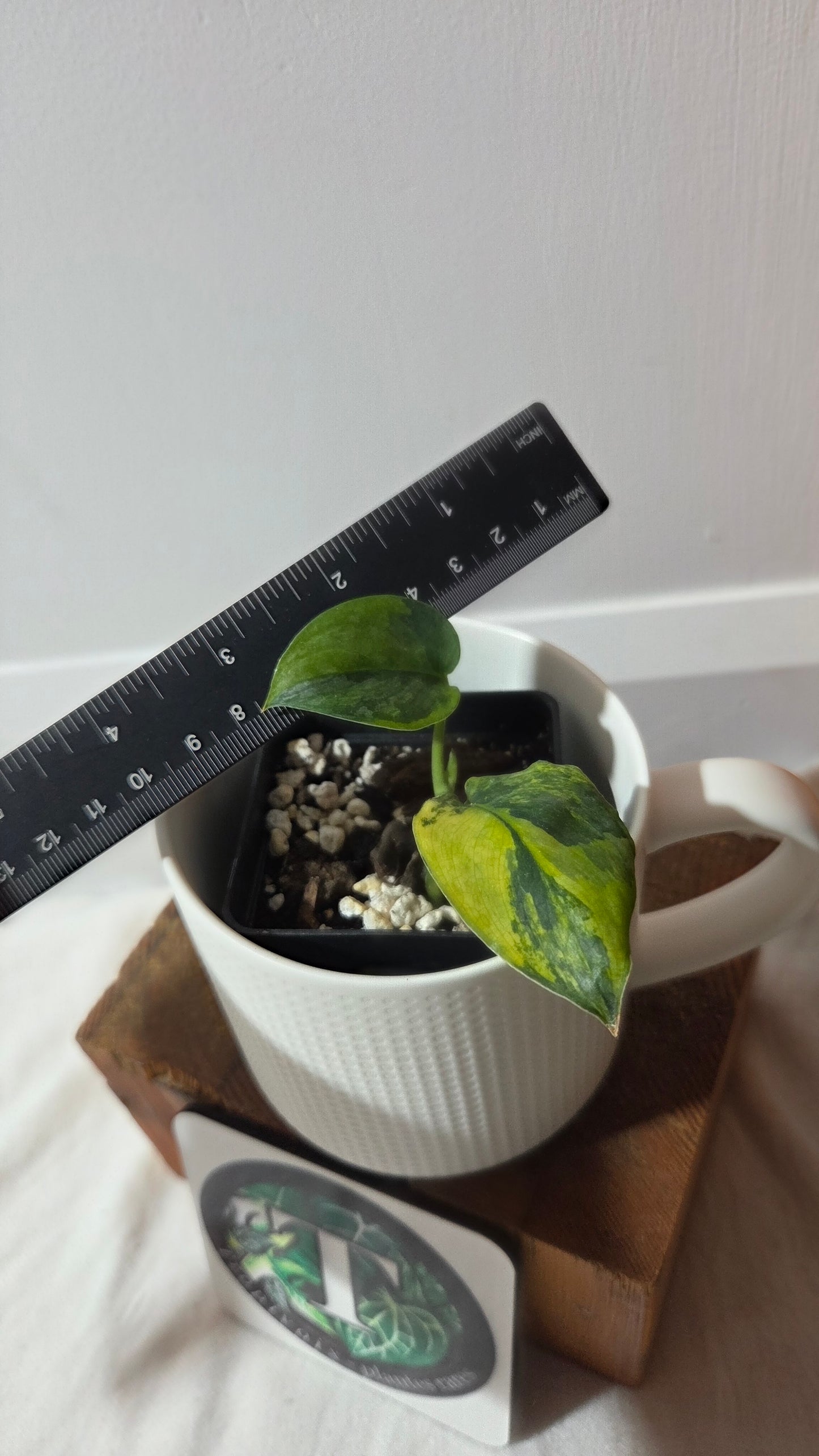 Scindapsus Pajajaran (SCI-1422)