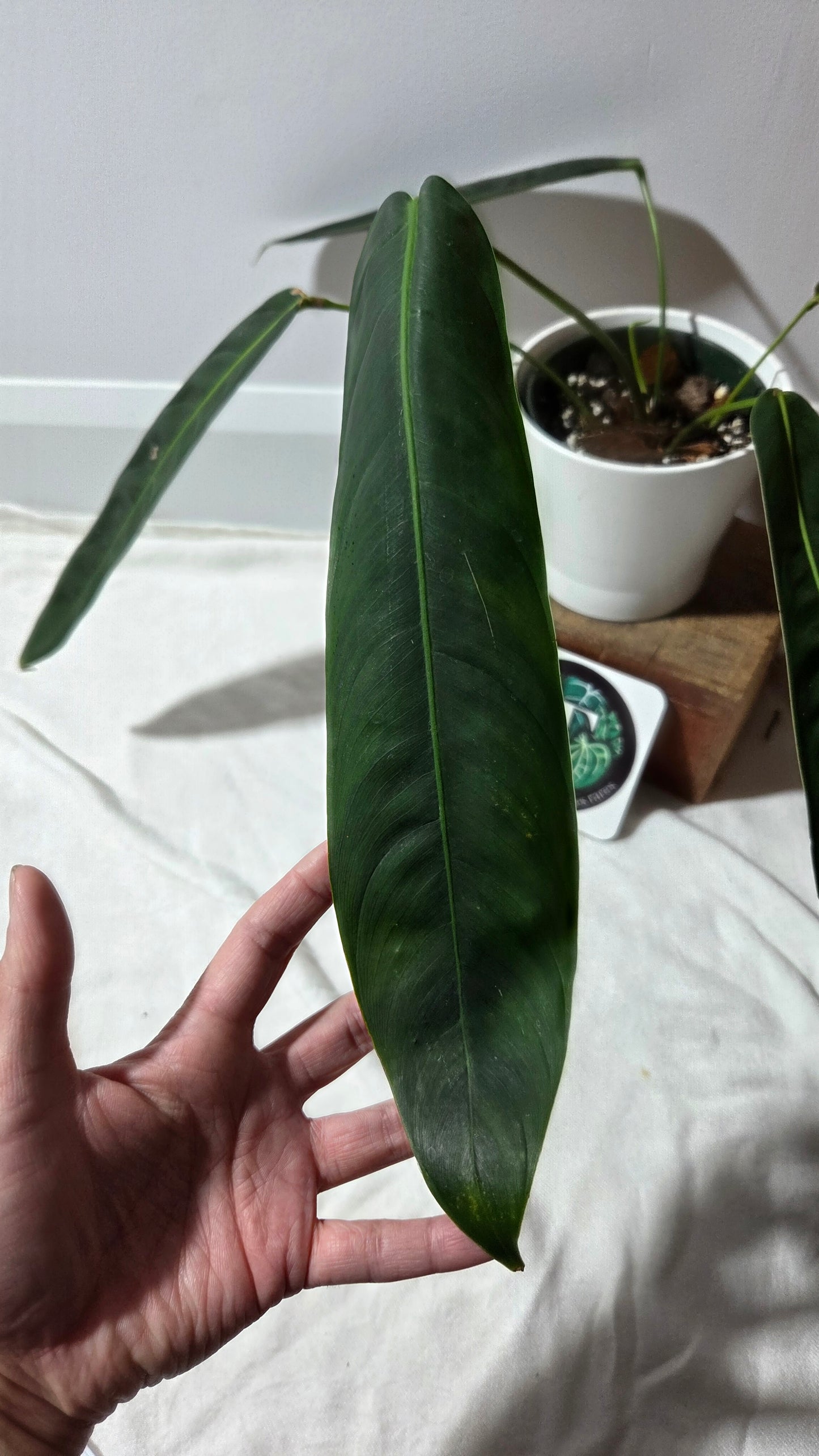 Philodendron Patriciae Black (PHI-984)