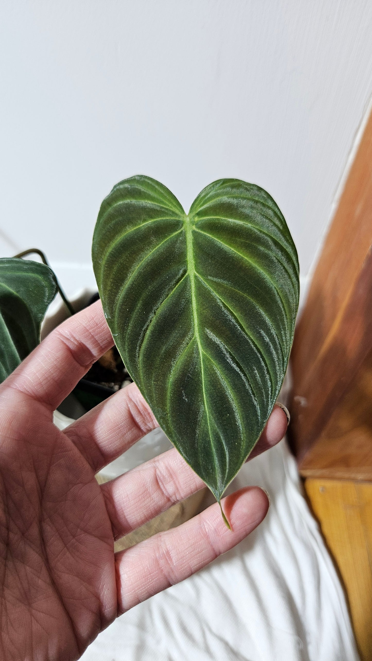 Philodendron Splendide (PHI-590)