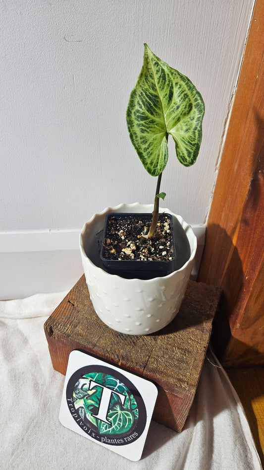 Syngonium Batik (SYN-415)