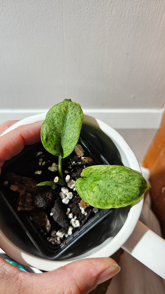 Scindapsus Mojito (SCI-1175)