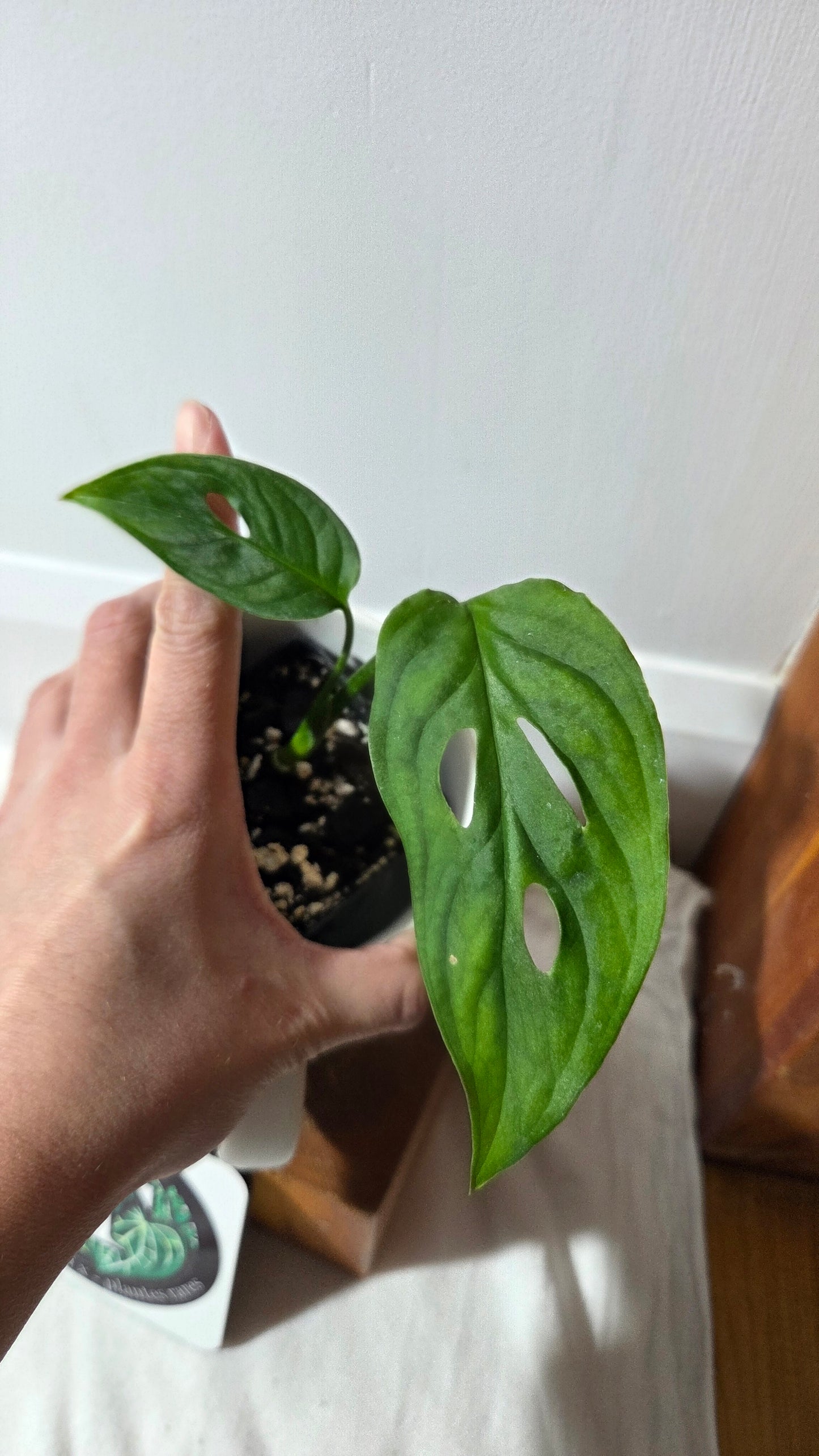 Monstera Obliqua Aff Tamarindo (MON-531)