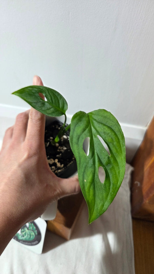Monstera Obliqua Aff Tamarindo (MON-531)