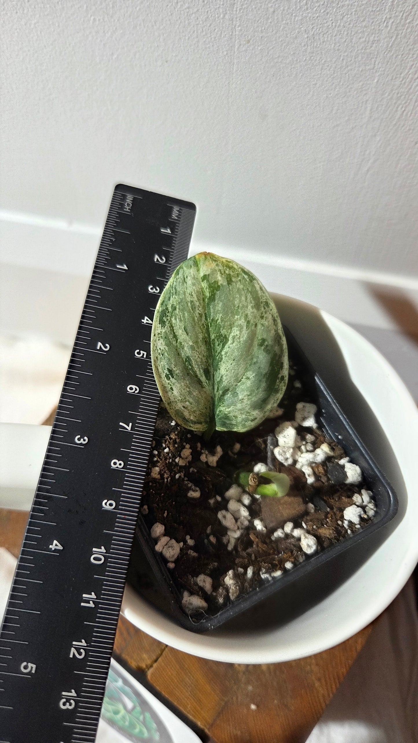 Scindapsus Peasun (SCI-1353)