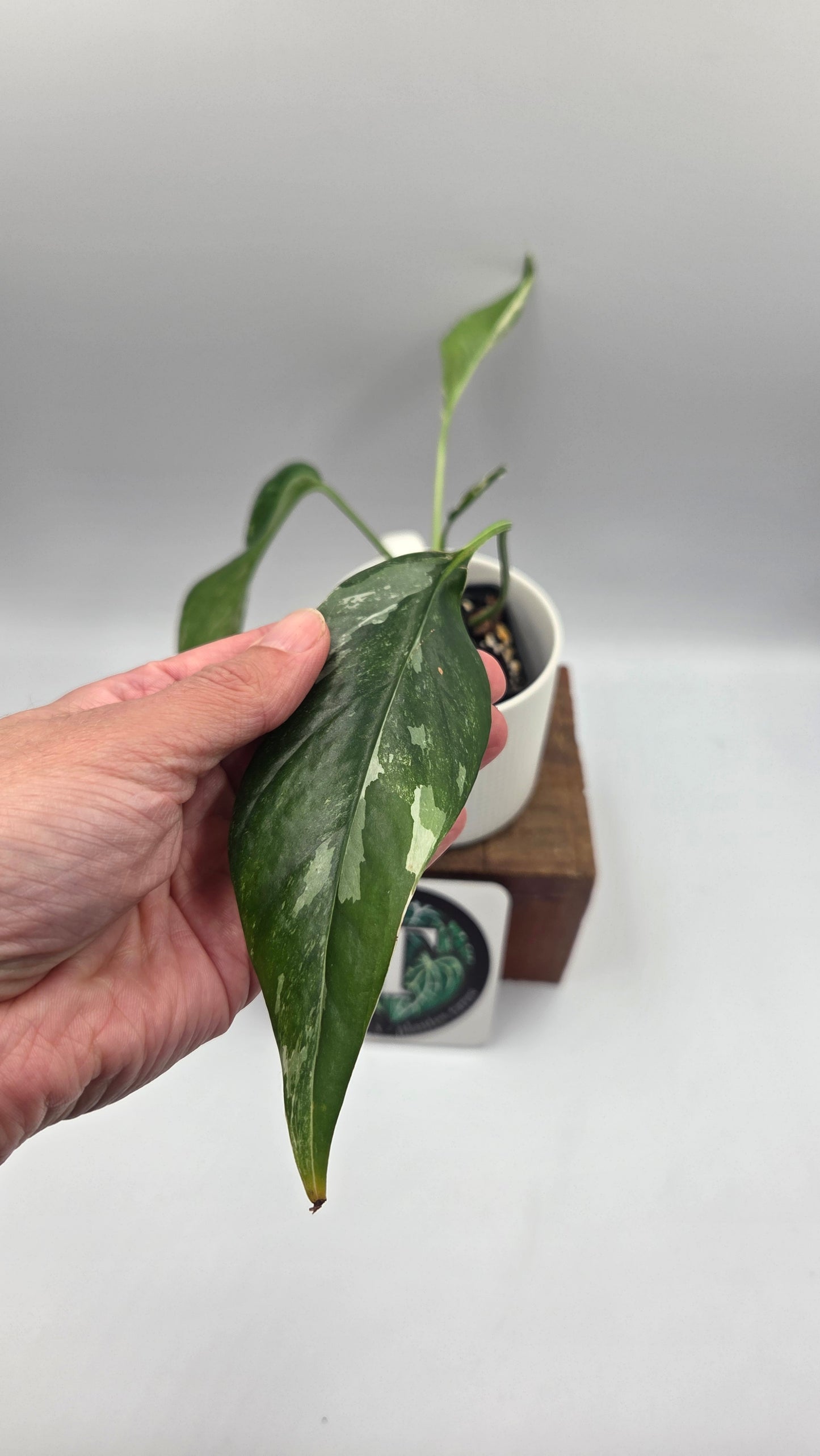 Epipremnum pinnatum Albo (EPI-248)
