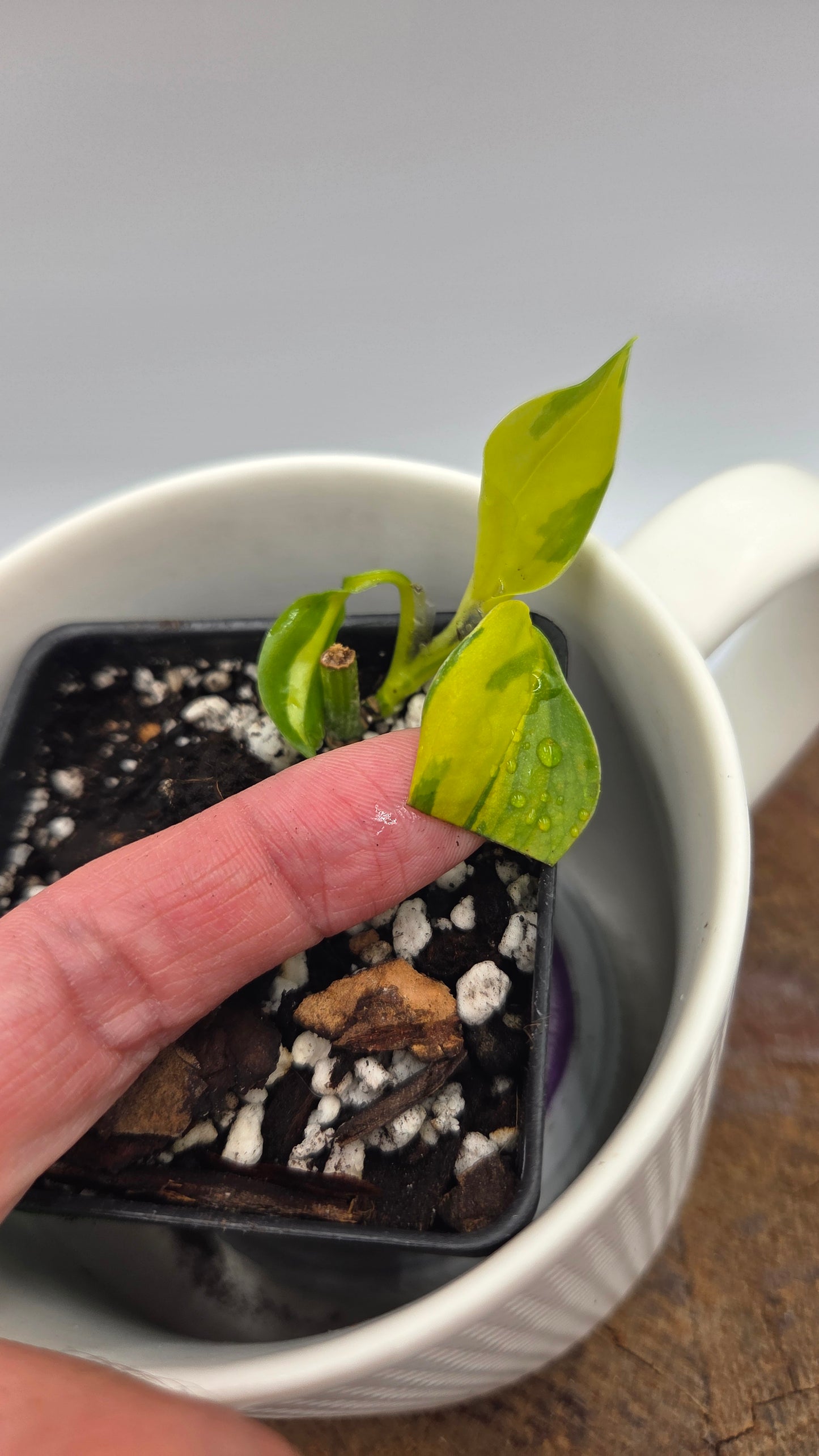 Epipremnum Aureum Neon Joy (EPI-240)