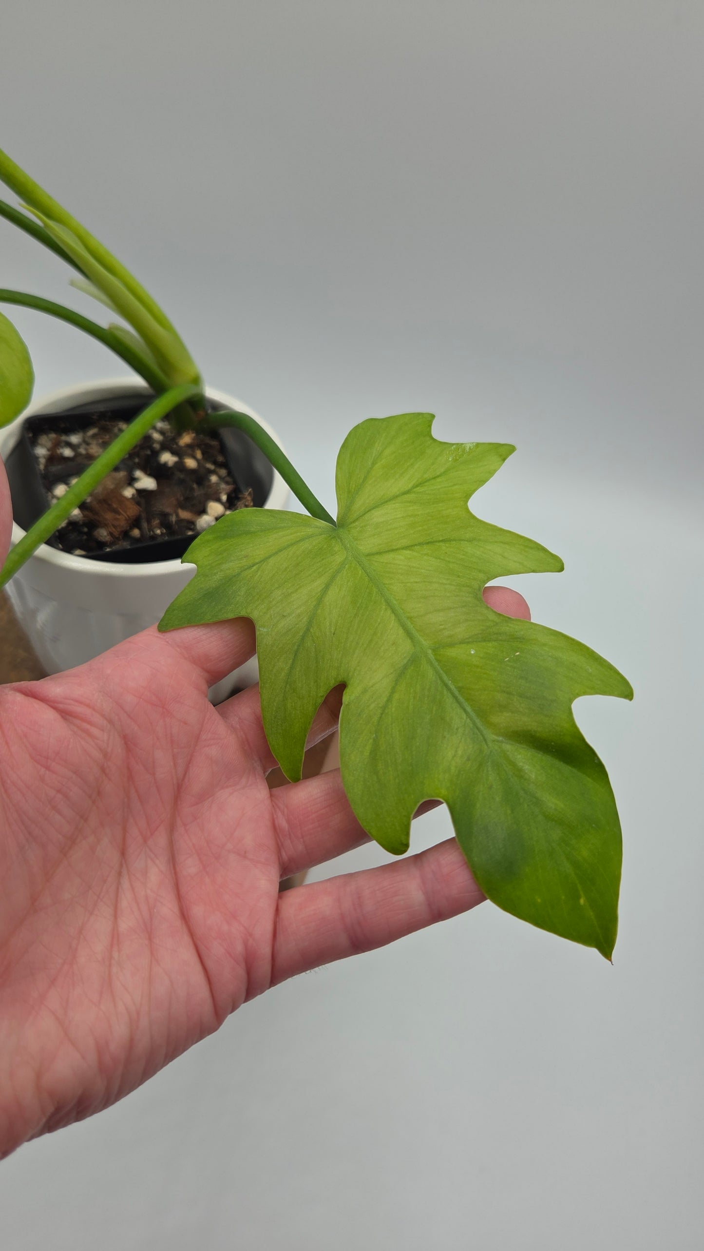 Philodendron Radiatum Variegata (PHI-1019)