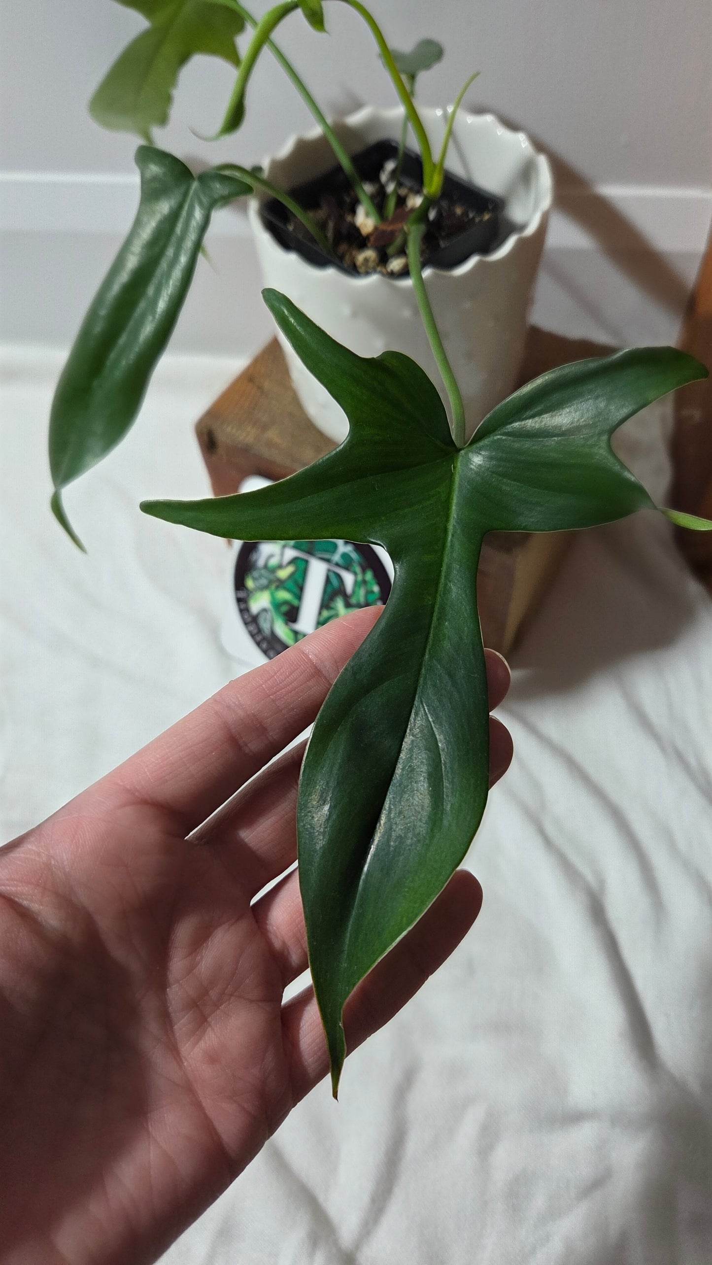 Philodendron Gladhands (PHI-957)