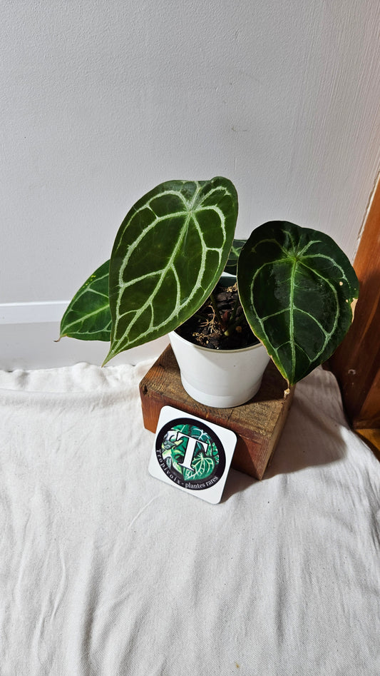 Anthurium Forgetti Dark "LARGE format" (ANT-122)