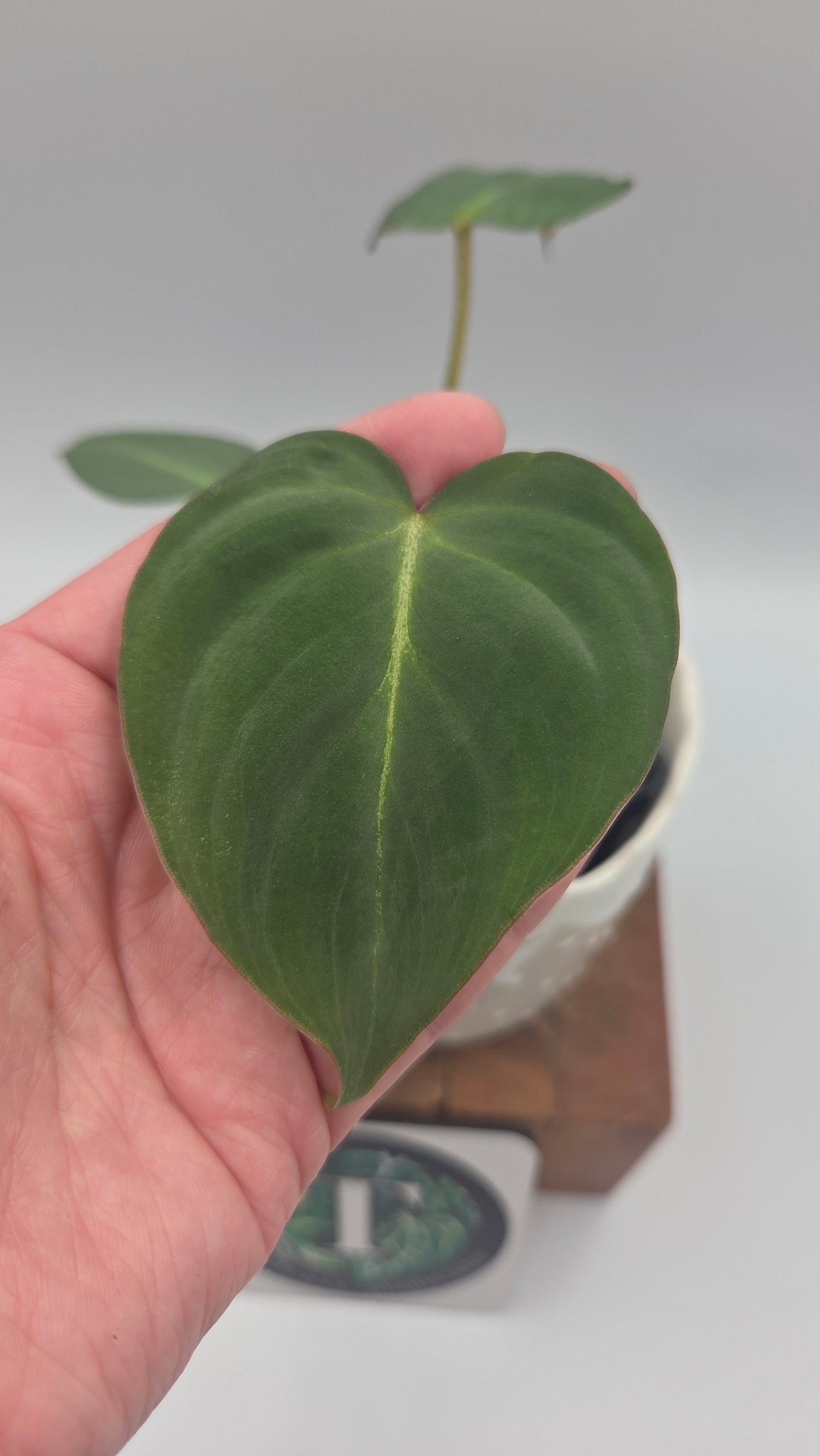 Philodendron Gloriosum (PHI-1037)