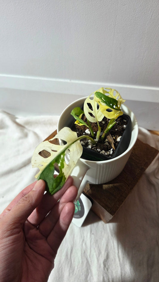 Monstera Andasonii Tricolore (MON-490)