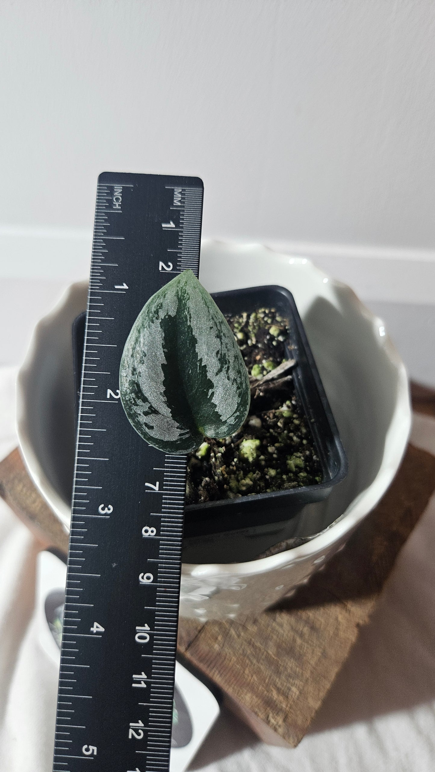 Scindapsus Sparkling (SCI-929)