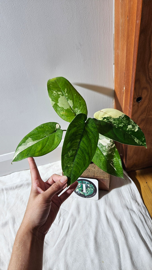 Syngonium Chiapense Albo (SYN-460)