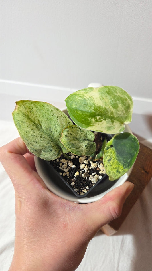 Scindapsus Keraton (SCI-1408)