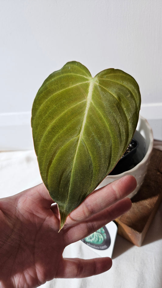 Philodendron Glorious (PHI-835)