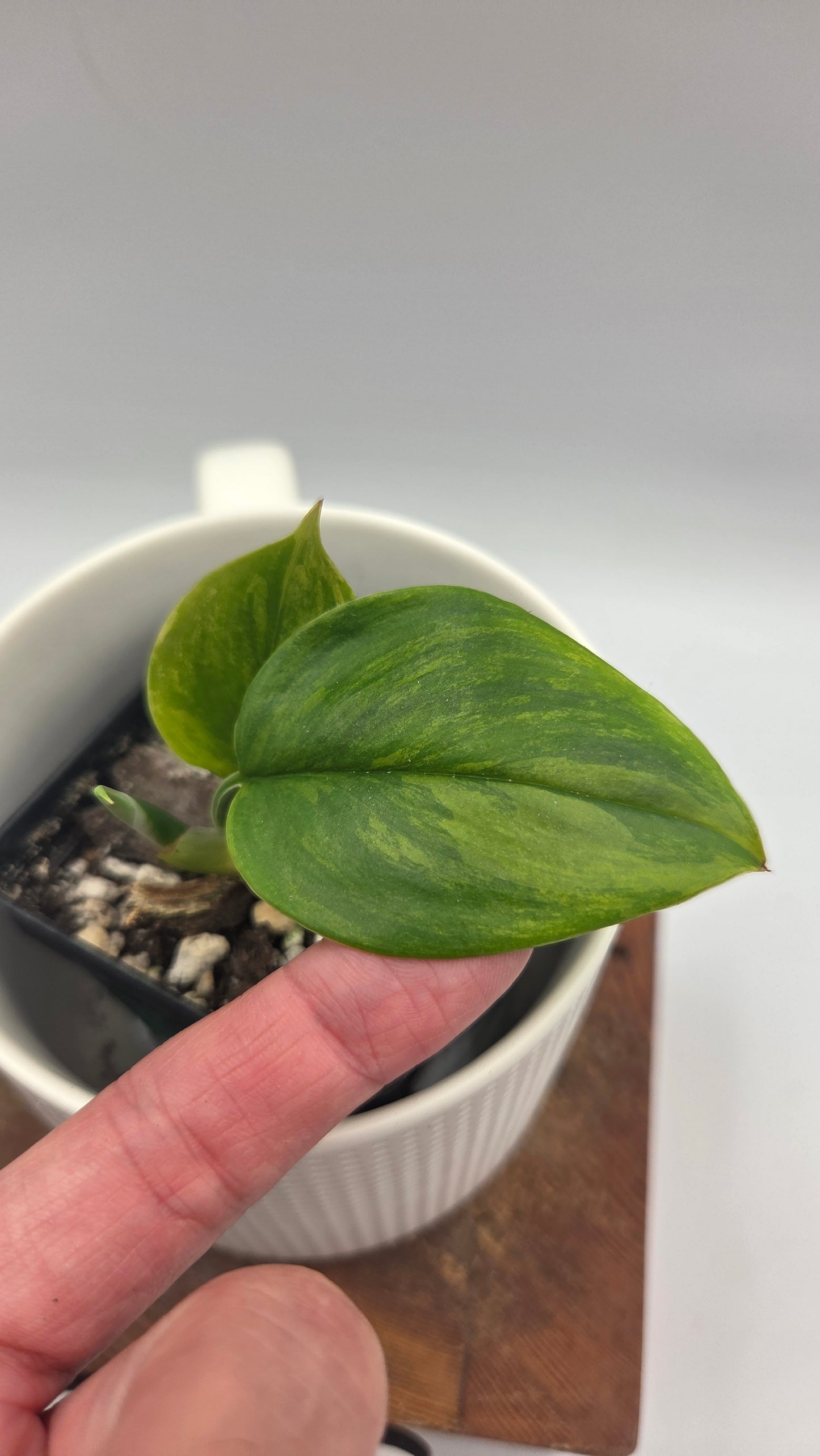 Scindapsus Rubicon (SCI-724)