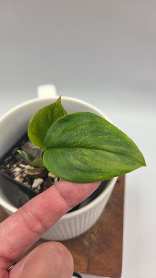 Scindapsus Rubicon (SCI-724)