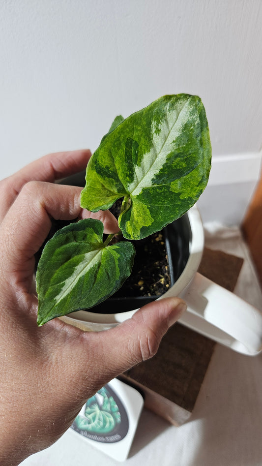 Syngonium Scrambled Eggs (SYN-467)