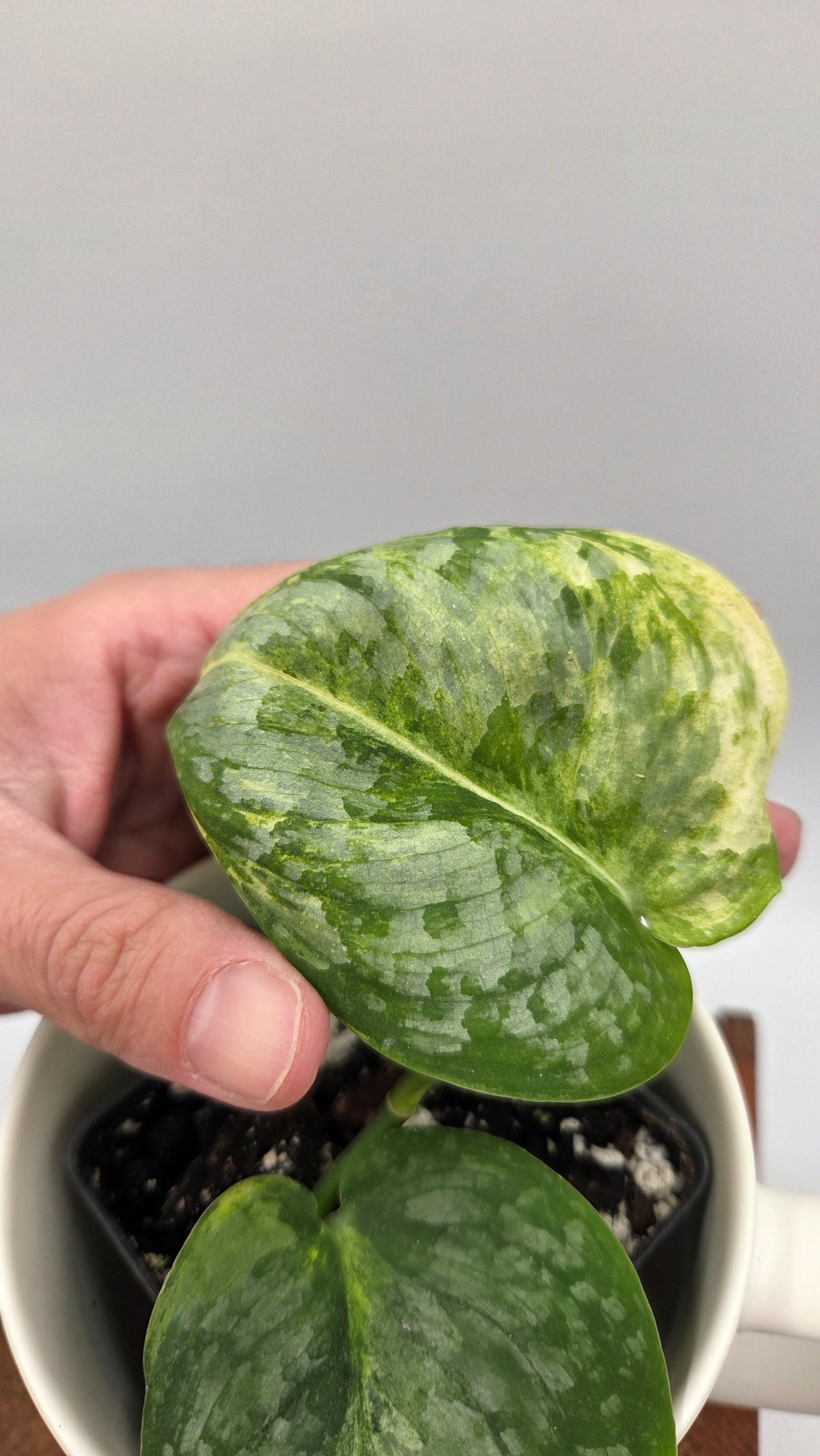 Scindapsus Black Dragon Variegata (SCI-1442)