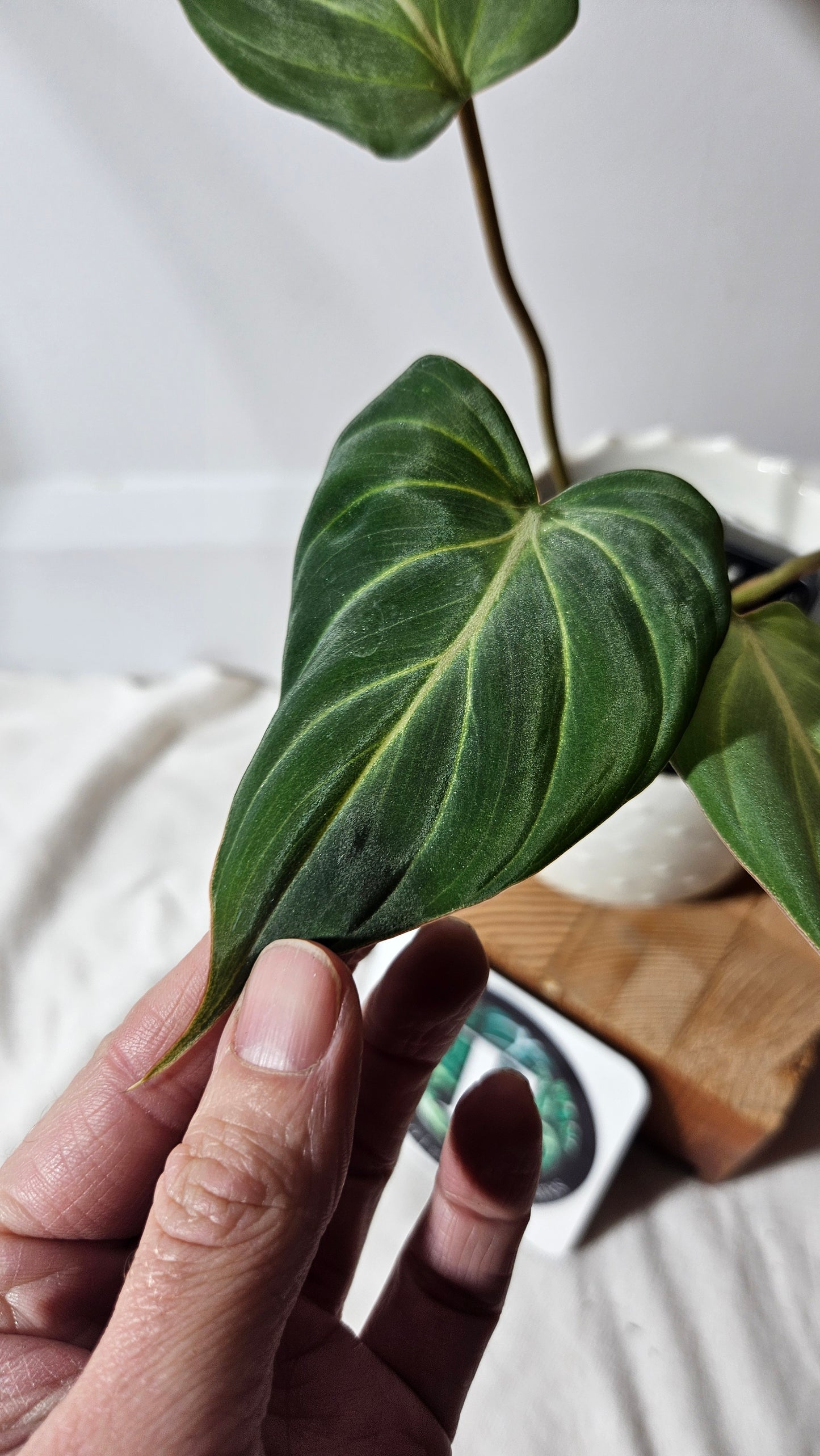 Philodendron Gloriosum Platinum (PHI-670)