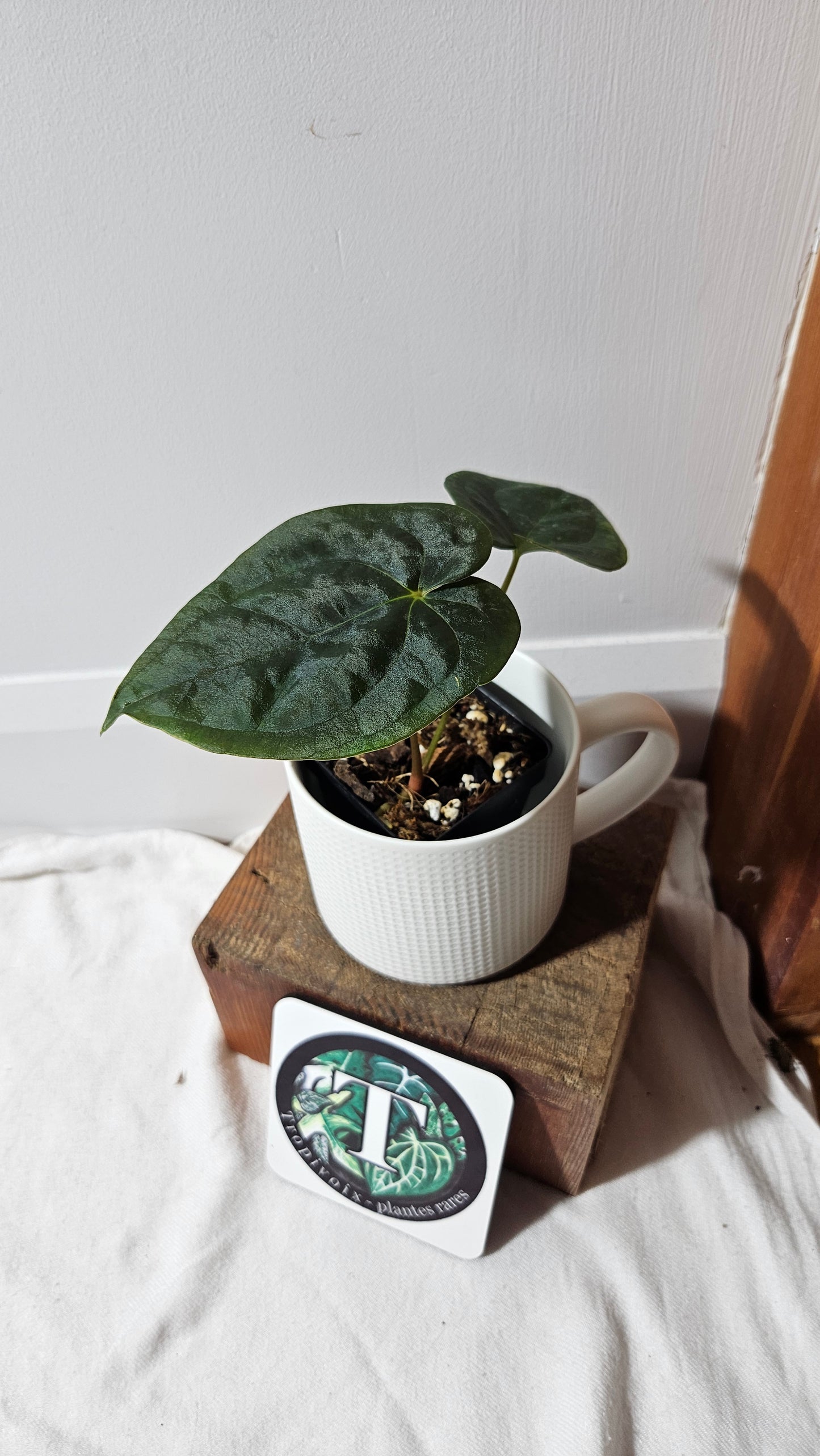 Anthurium Blue Papillilaminum "format PETIT" (ANT-630)