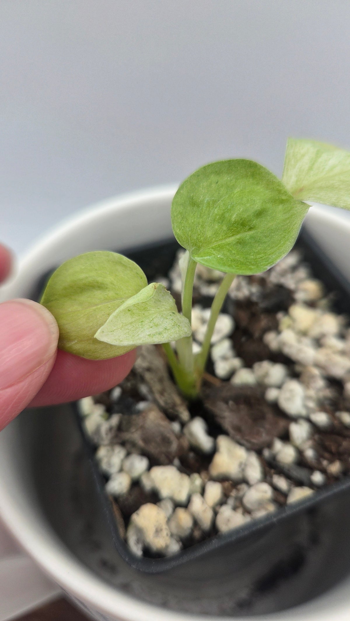 Scindapsus Hederaceus White Mint (SCI-1517)