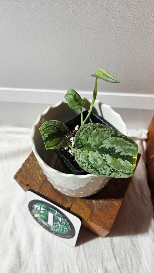 Scindapsus Tricolore silver Platinum (SCI-1323)