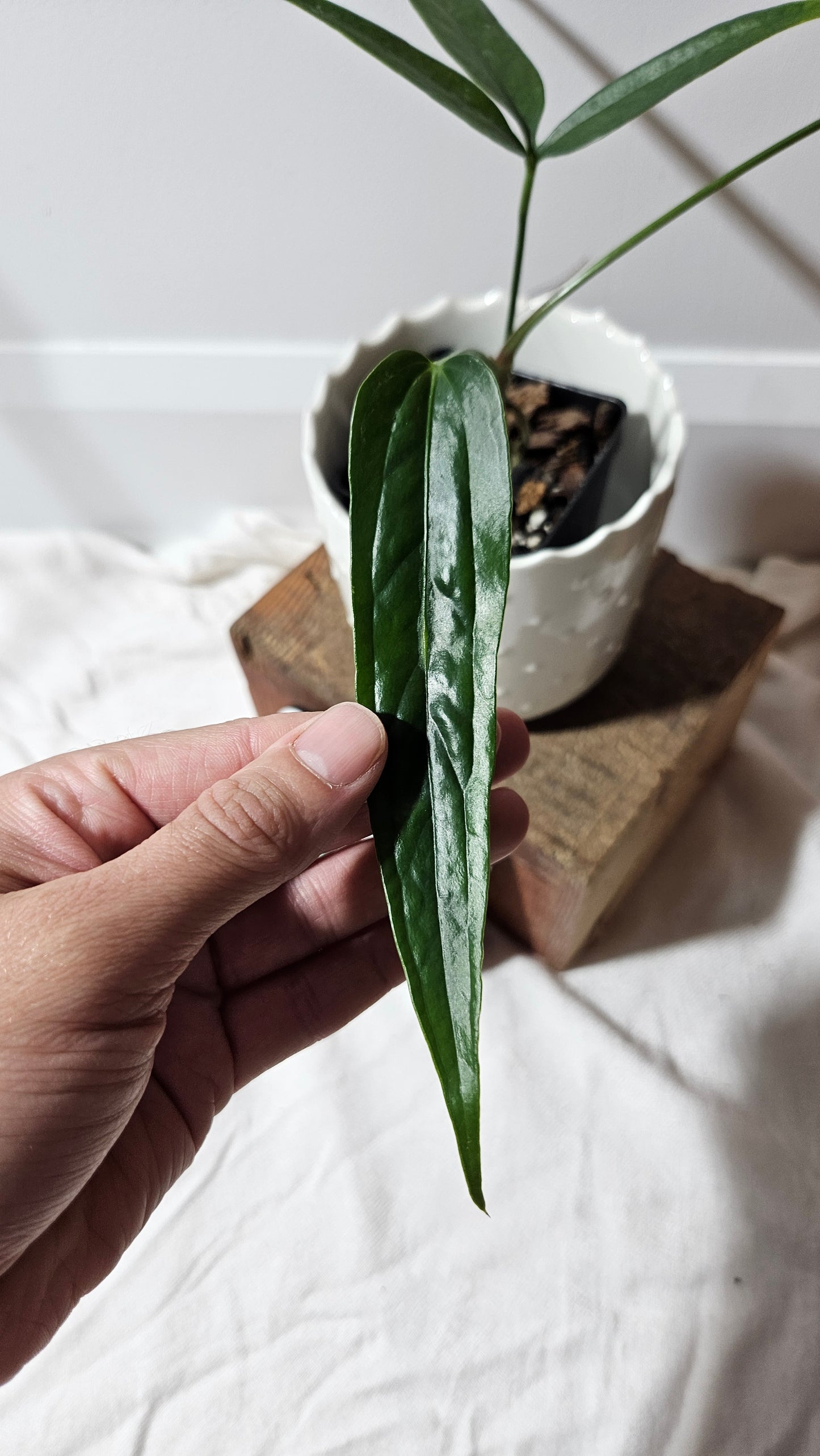 Anthurium Polydactylum "format MOYEN" (ANT-127)