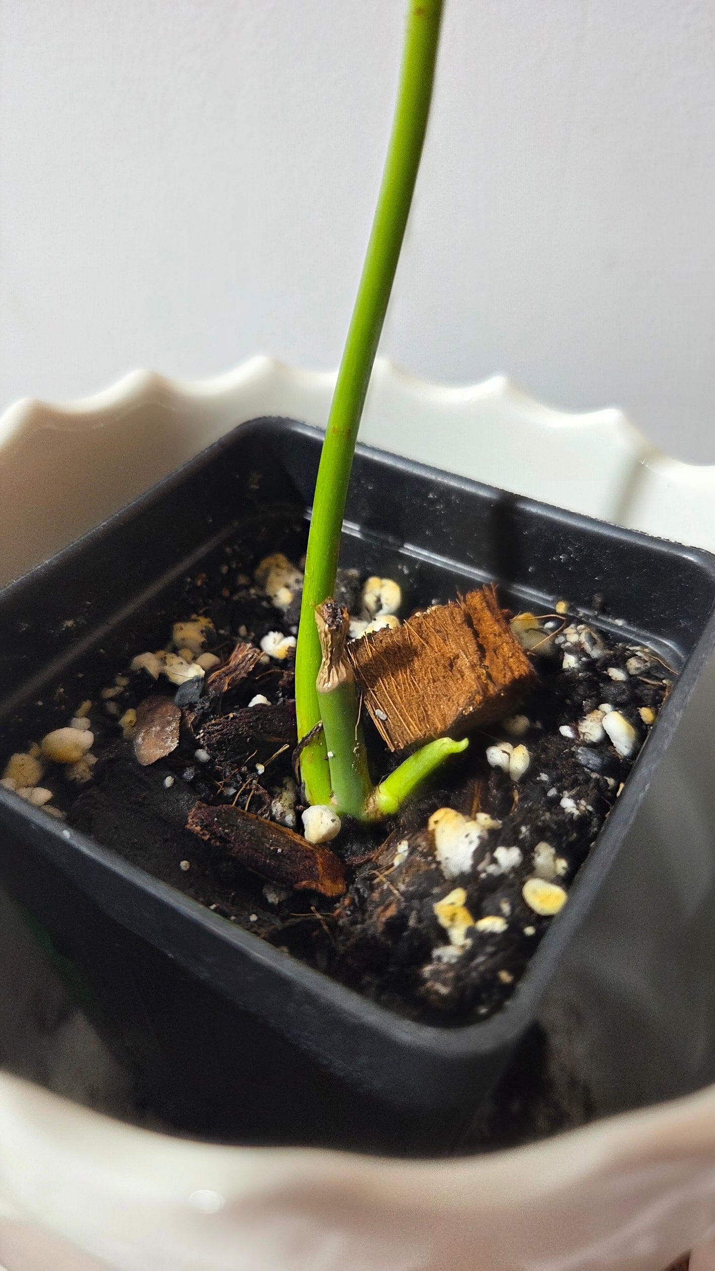 Philodendron Splendide (PHI-1007)