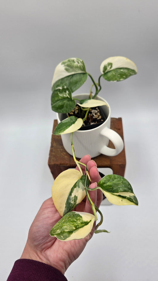 Scindapsus Silver Tattoo Variegata (SCI-698)