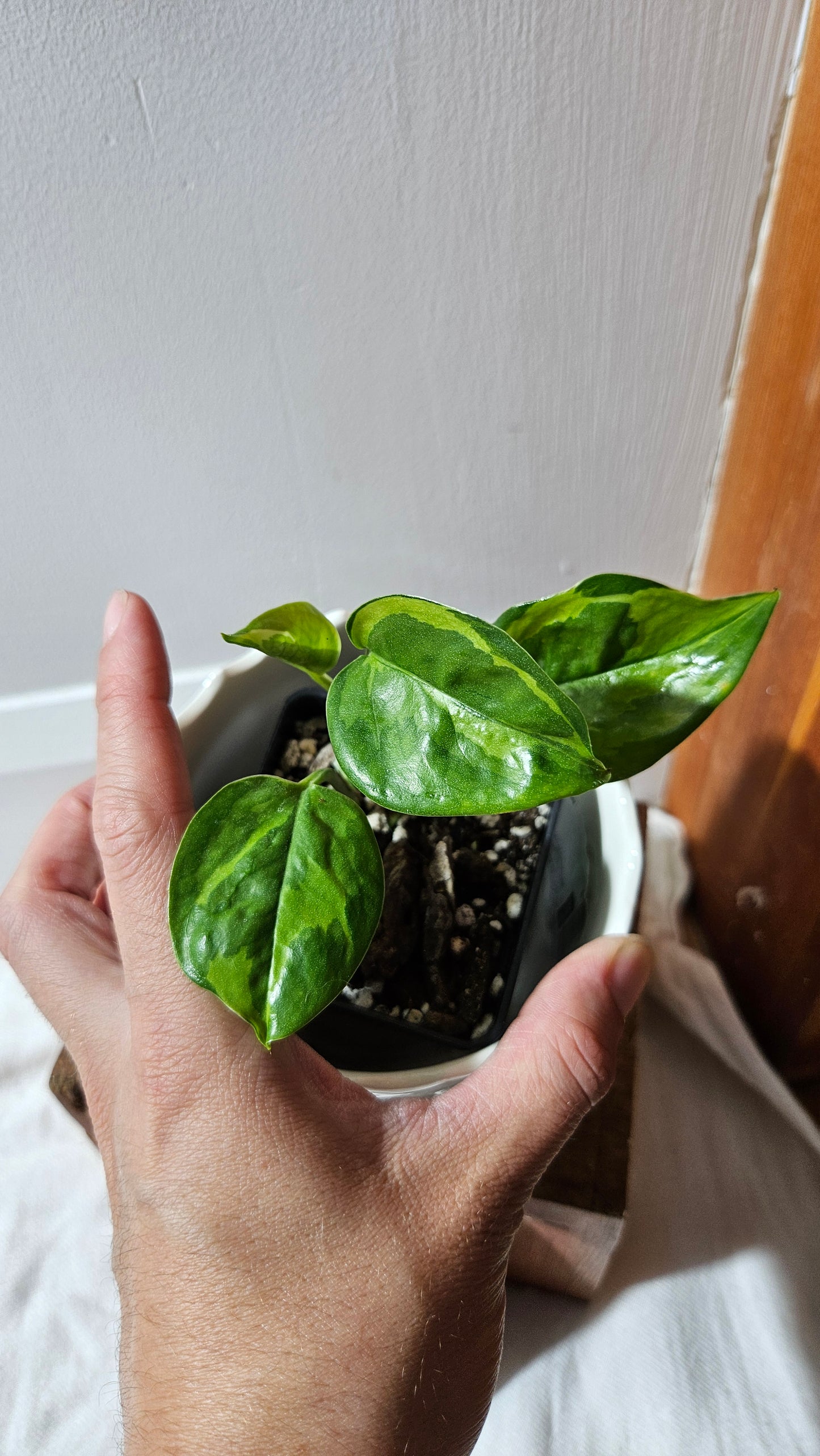 Epipremnum Lemon Meringue (EPI-222)