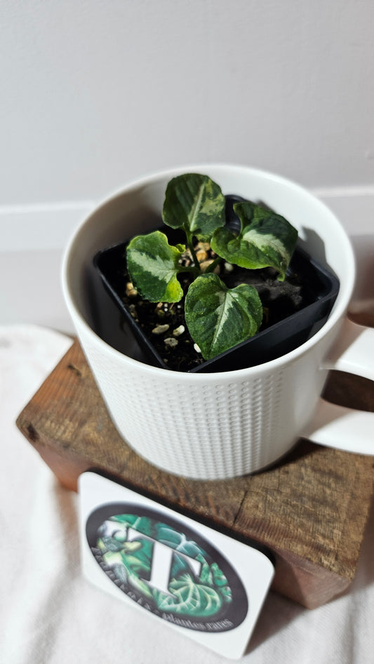 Syngonium Scrambled Eggs (SYN-478)