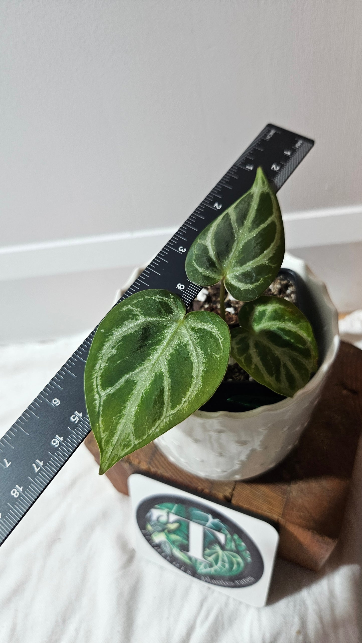 Anthurium  Crystallinum "format PETIT" (ANT-591)