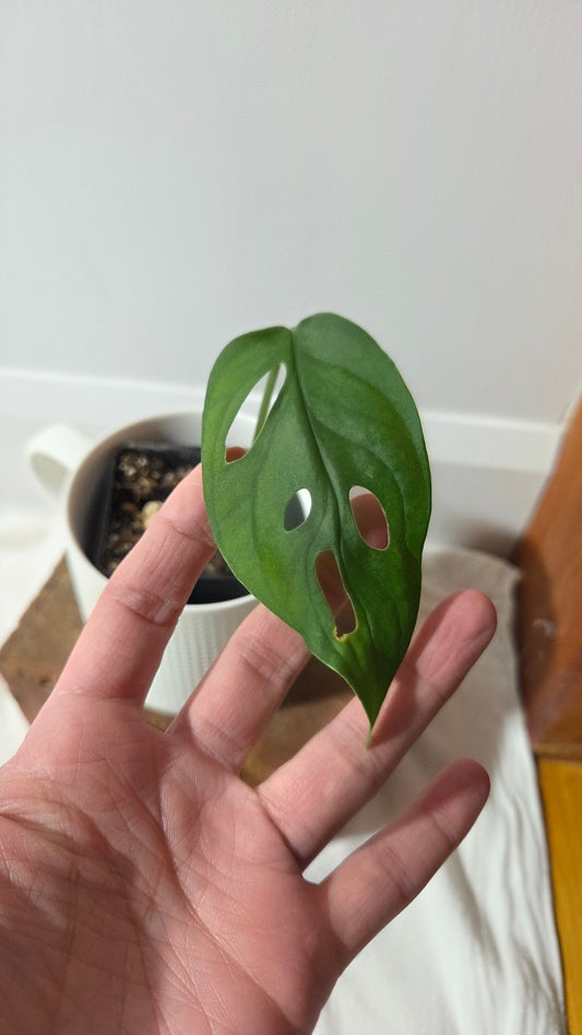 Monstera Obliqua Aff Muyuna Round (MON-523)